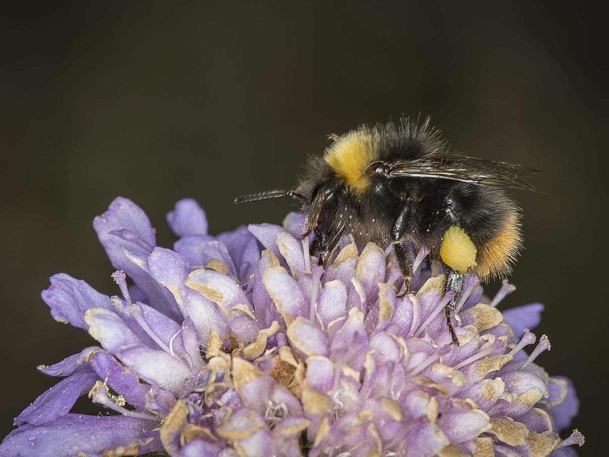 Wiesenhummel Arbeiter © Ola Jennersten / WWF-Sweden