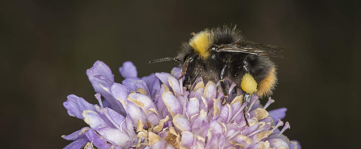 Wiesenhummel Arbeiter © Ola Jennersten / WWF-Sweden