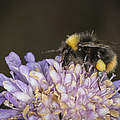 Wiesenhummel Arbeiter © Ola Jennersten / WWF-Sweden