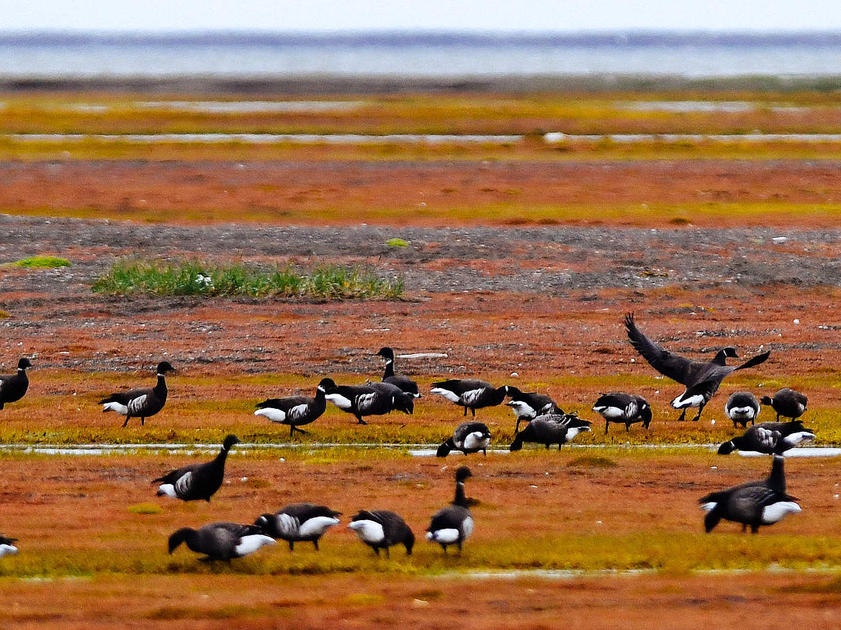 Zugvögel im Herbst in Alaska © Elisabeth Kruger / WWF-US