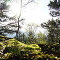 Bayerischer Wald © Robert Günther / WWF