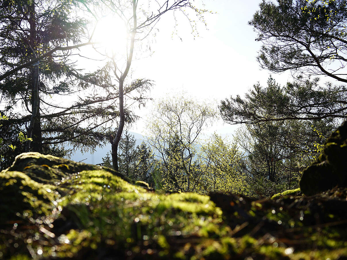 Bayerischer Wald © Robert Günther / WWF