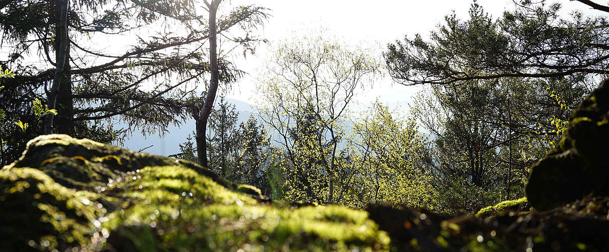 Bayerischer Wald © Robert Günther / WWF