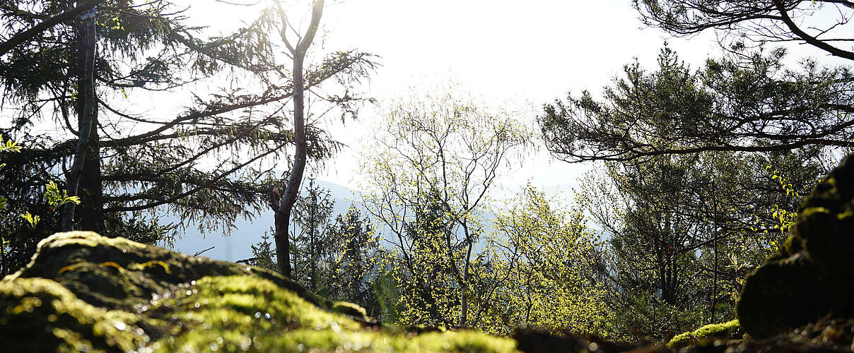 Bayerischer Wald © Robert Günther / WWF