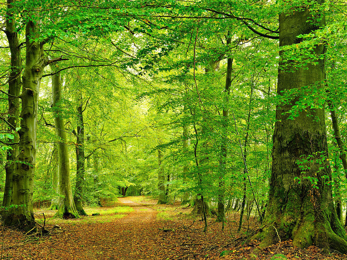 Waldwandern in den Buchenwäldern im Müritz-Nationalpark © Imago / Andreas Vitting