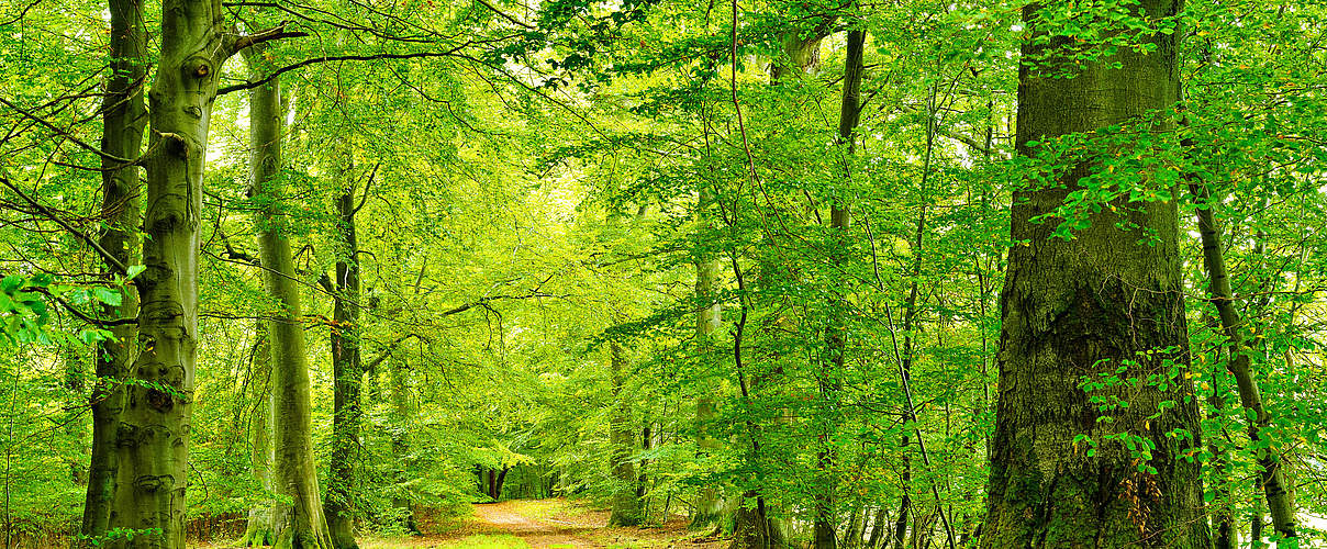 Waldwandern in den Buchenwäldern im Müritz-Nationalpark © Imago / Andreas Vitting