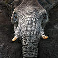 Stopp Wilderei weltweit / Elefant © Michael Poliza / WWF
