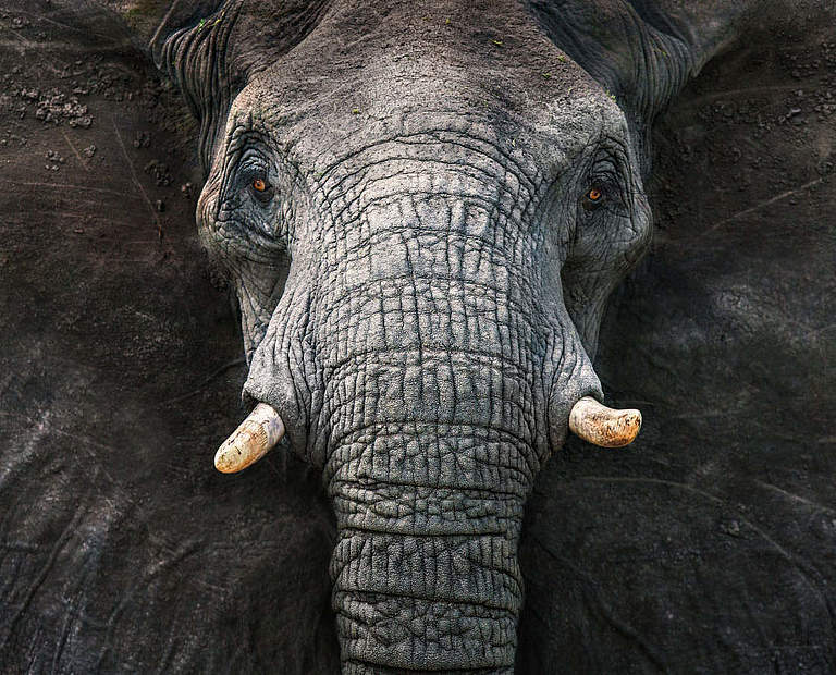 Stopp Wilderei weltweit / Elefant © Michael Poliza / WWF
