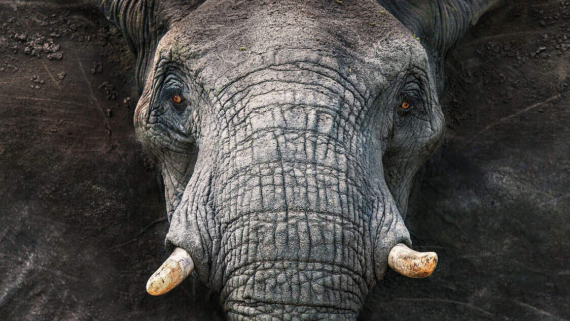 Stopp Wilderei weltweit / Elefant © Michael Poliza / WWF
