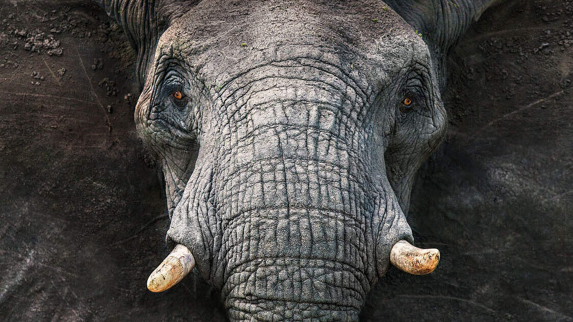 Stopp Wilderei weltweit / Elefant © Michael Poliza / WWF