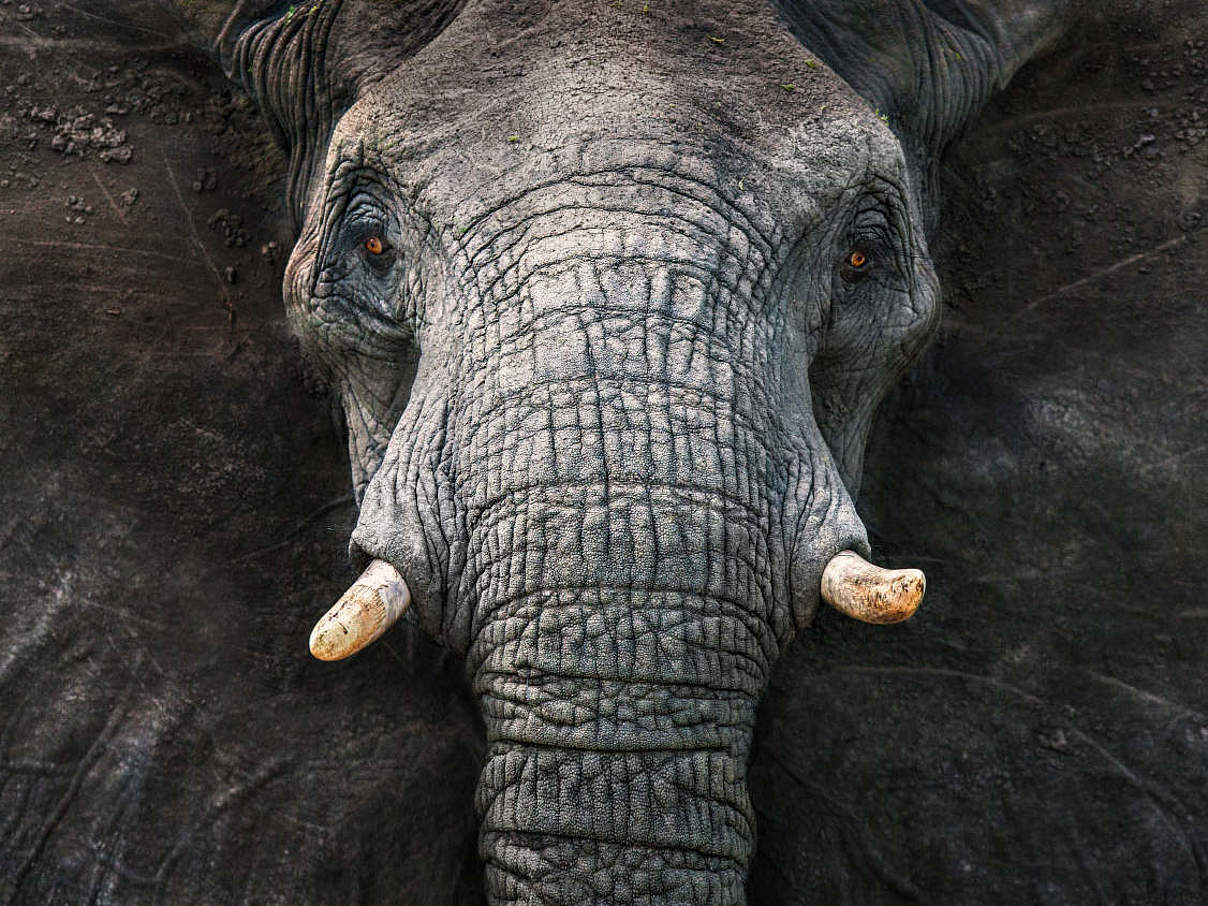 Stopp Wilderei weltweit / Elefant © Michael Poliza / WWF