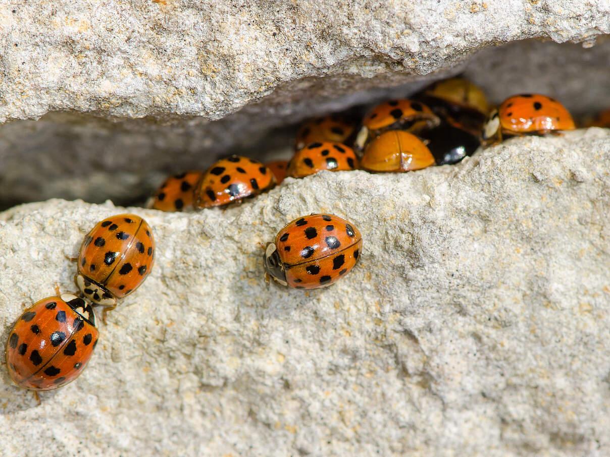 Asiatische Marienkäfer auf der Suche nach einem Winterquartier © Ian_Redding / iStock / Getty Images