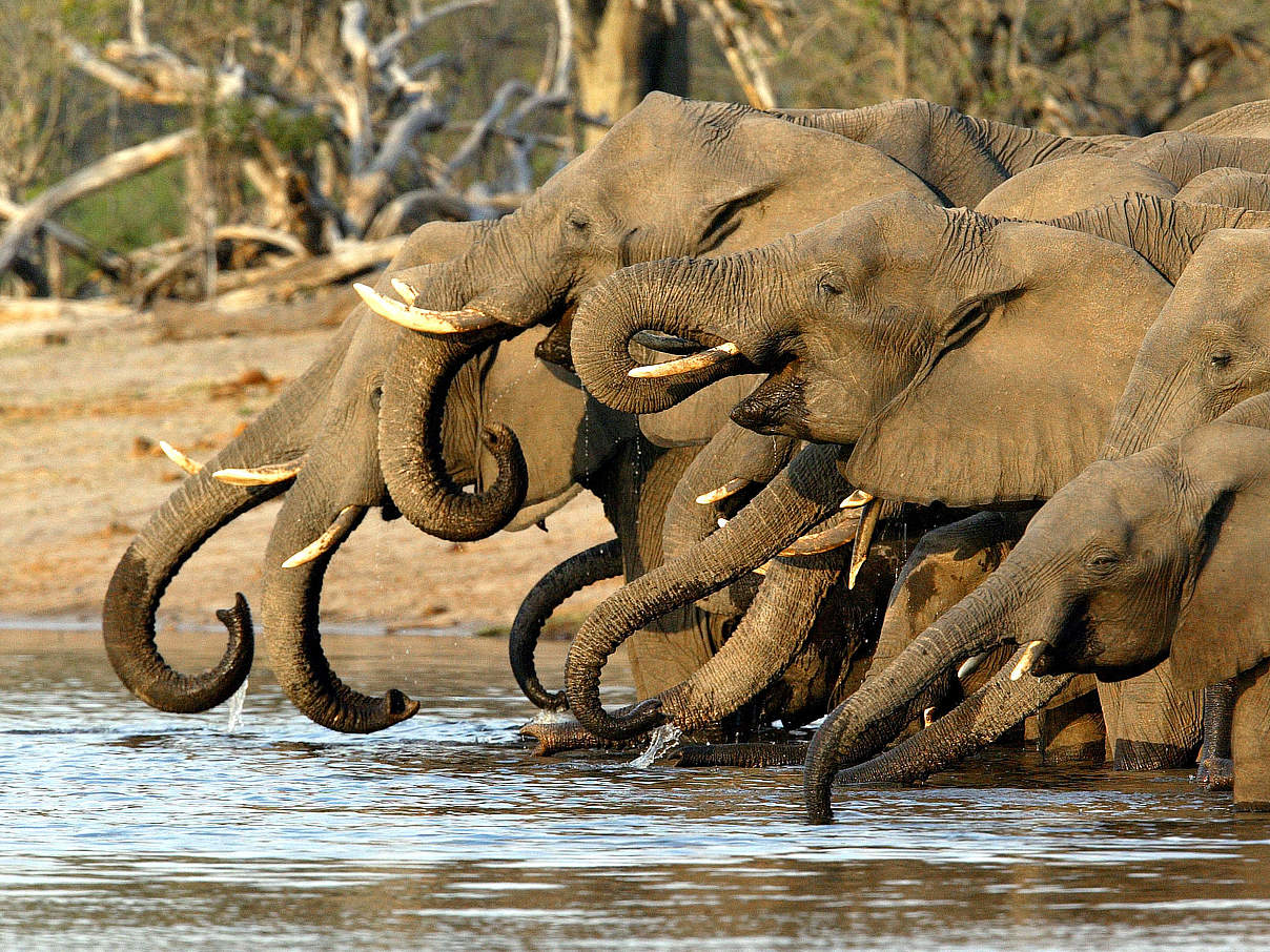 Eine Herde afrikanischer Elefanten © Michael Poliza / WWF