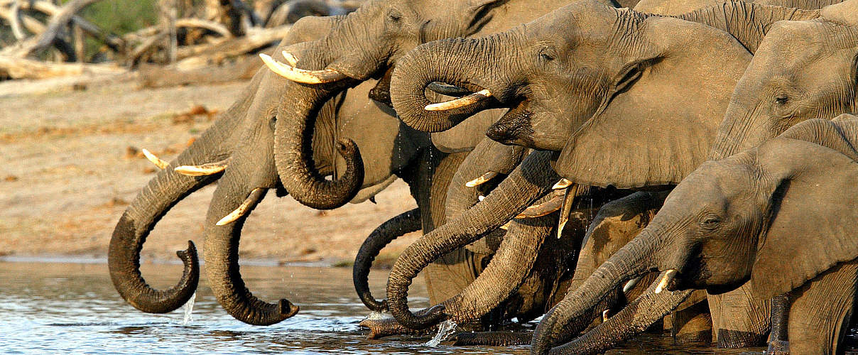 Eine Herde afrikanischer Elefanten © Michael Poliza / WWF