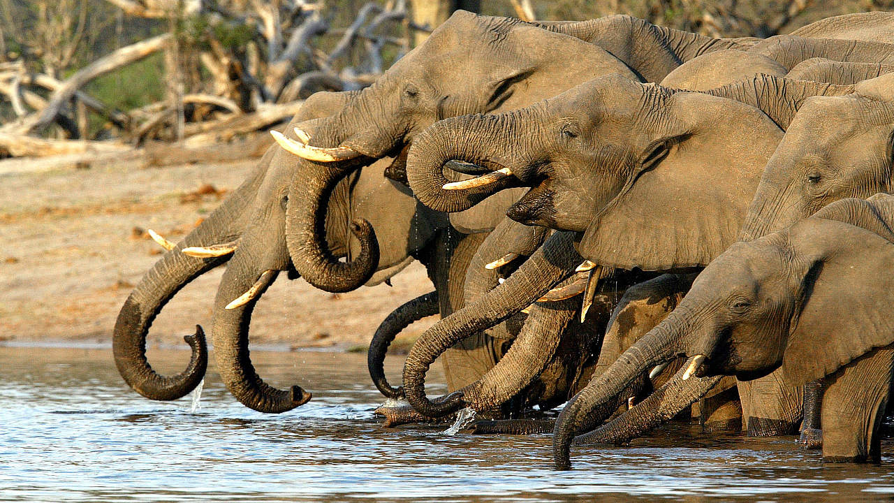 Eine Herde afrikanischer Elefanten © Michael Poliza / WWF