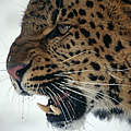 Amur Leopard im Schnee © Lynn M. Stone / WWF