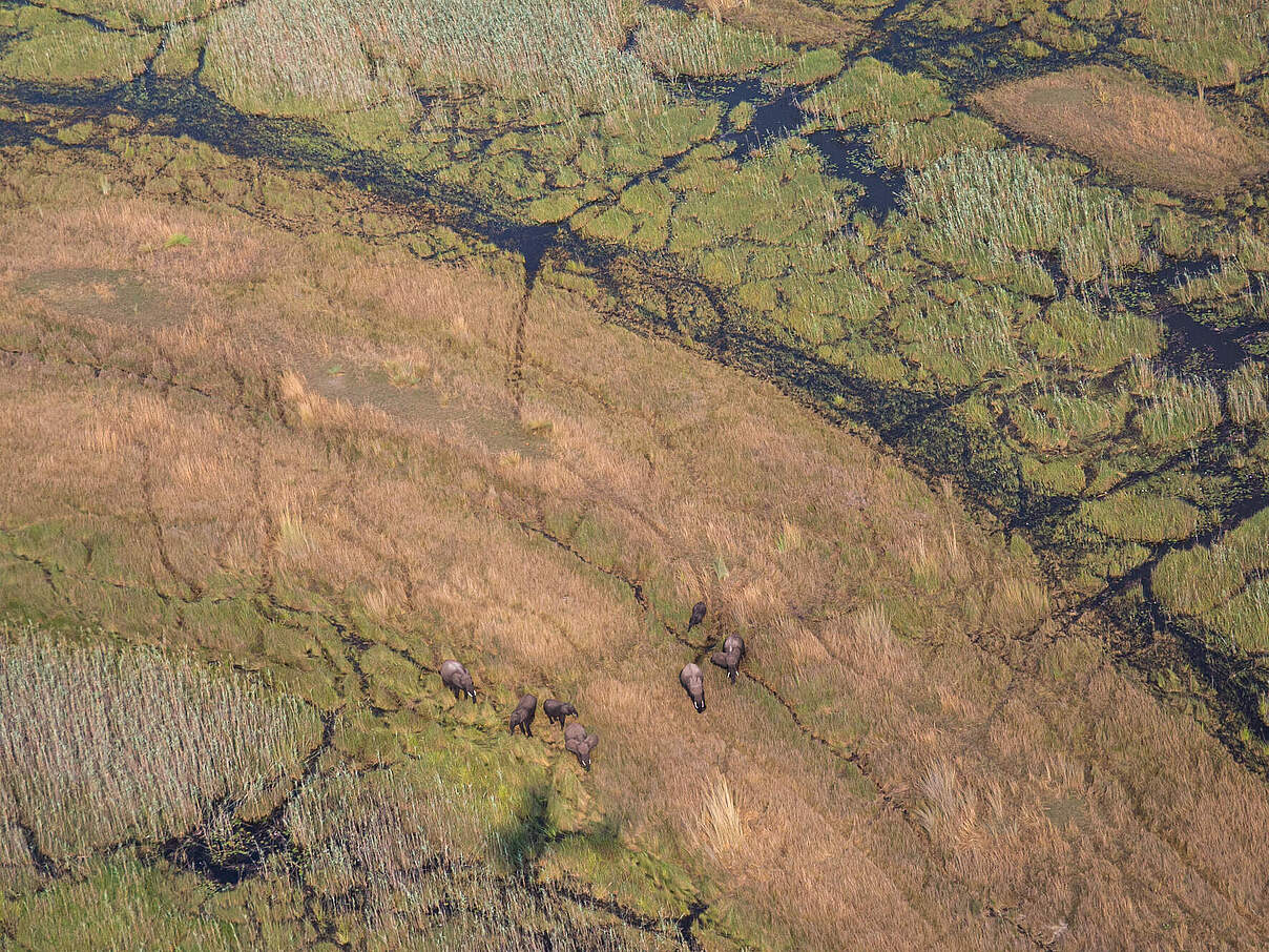 Die Elefantenzählung in KAZA zeigt auch, welche Korridore die Tiere nutzen © KAZA Secretariat