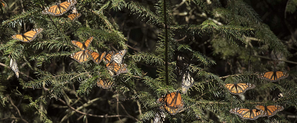 Monarchfalter in Mexiko © WWF-US / Clay Bolt