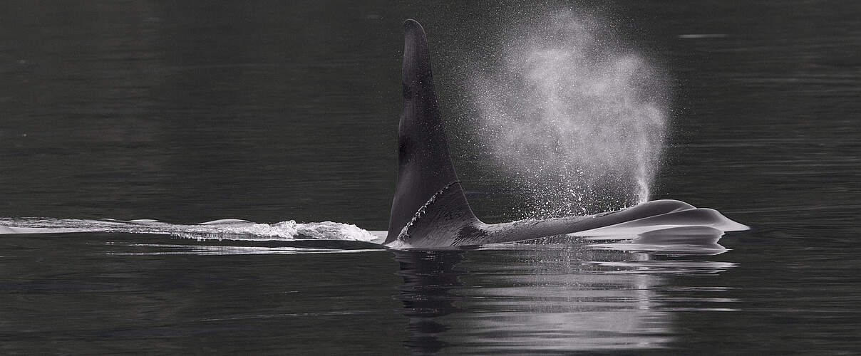 Orca © Hugh Harrop / WWF-UK