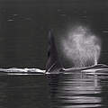 Orca © Hugh Harrop / WWF-UK