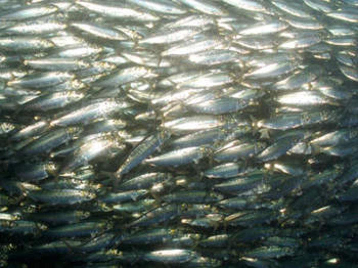 Heringe. © National Geogr. Stock / Paul Nicklen / WWF Heringe. © National Geogr. Stock / Paul Nicklen / WWF