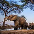 Afrikanische Elefanten trinken an einer Wasserstelle © naturepl.com / Neil Aldridge / WWF
