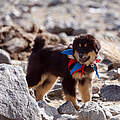 Bankhar-Welpe © WWF-Mongolei
