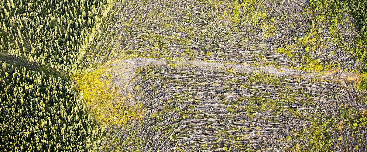 Gerodeter Boreal-Wald in Kanada © Global Warming Images / WWF
