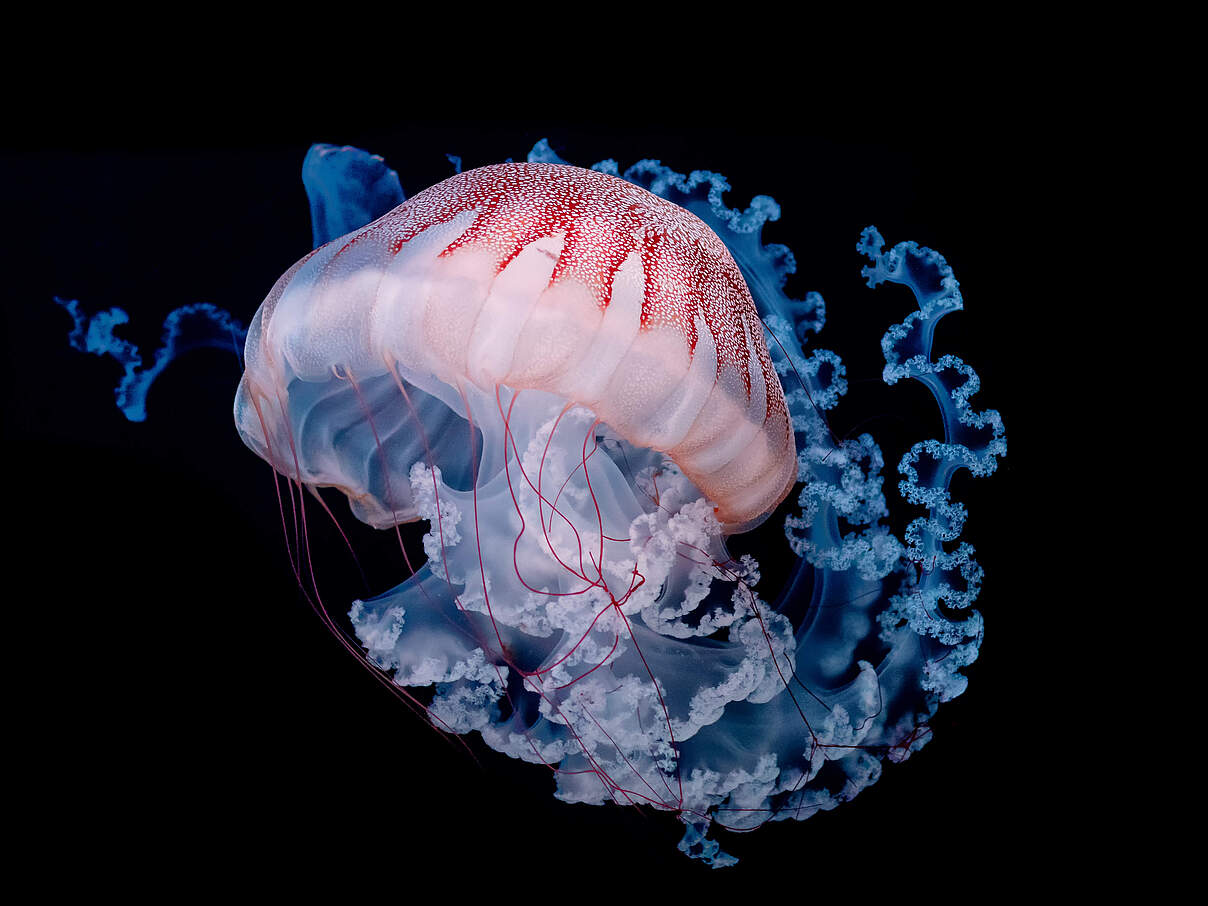 Gelbe Haarqualle © IMAGO / Dreamstime