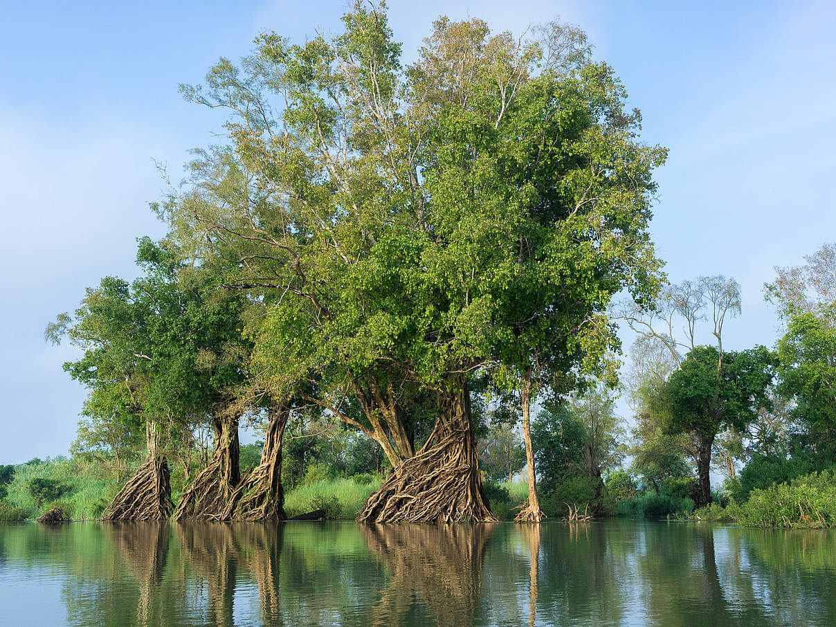 Überfluteter Wald in Stung Treng, Kambodscha © Thomas Cristofoletti / WWF-UK