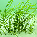 Seegras unter Wasser. Deutlich erkennbar sind die lange Halme. © Wolf Wichmann