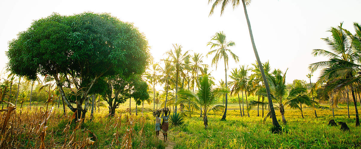 Waldblick im Dorf Dzombo in Kwale, Kenia. © Greg Armfield / WWF-UK