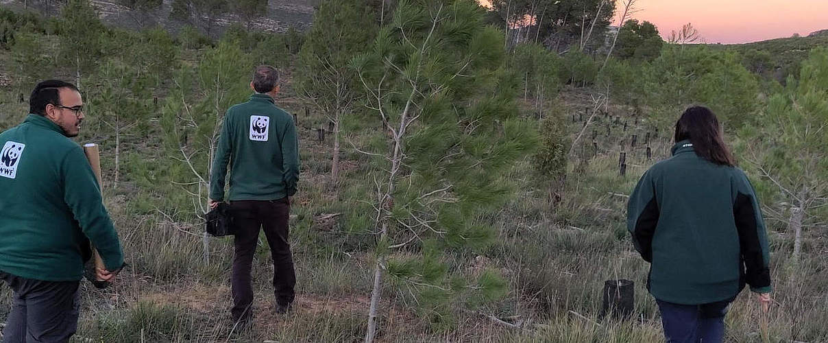 Aufforstungsprojekt in Cortés de Pallás und Yátova © Moritz Kramer / WWF