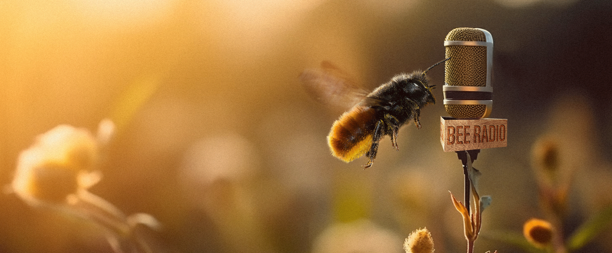 Das Bienenradio 