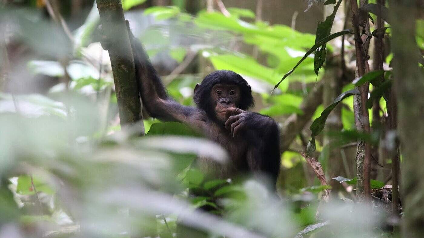 Für die Habituierung von Bonobos braucht es viel Geduld.
