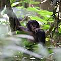 Für die Habituierung von Bonobos braucht es viel Geduld.