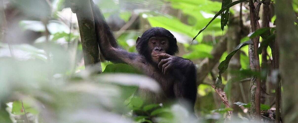 Für die Habituierung von Bonobos braucht es viel Geduld.