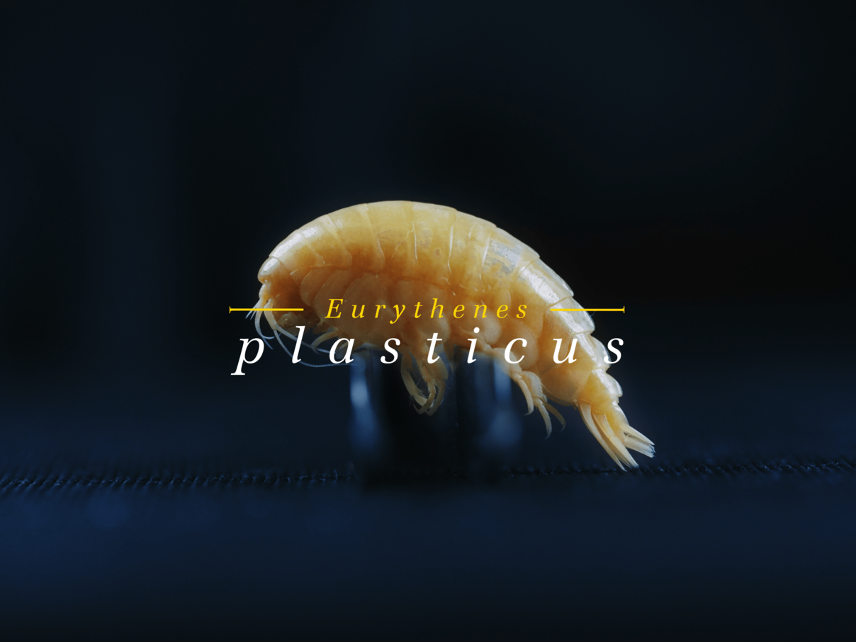 Eurythenes plasticus © Schmidt Ocean Institute / BBDO 
