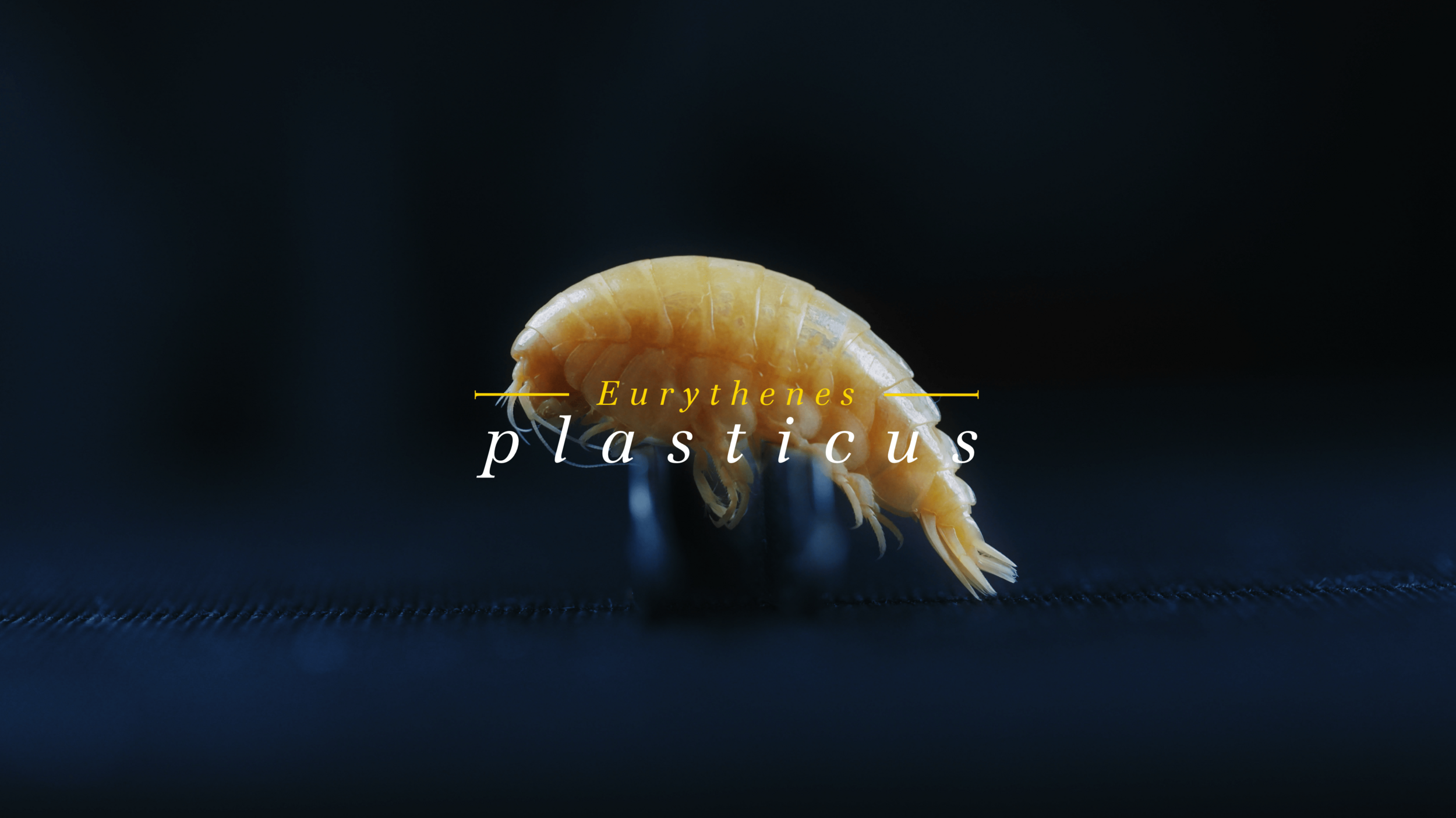 Eurythenes plasticus © Schmidt Ocean Institute / BBDO 