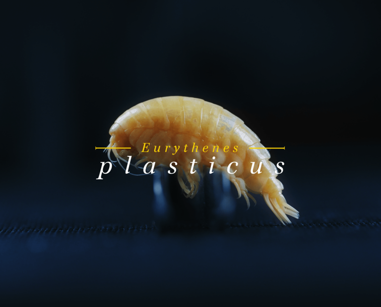 Eurythenes plasticus © Schmidt Ocean Institute / BBDO 