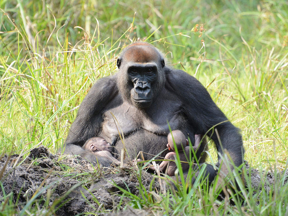 Malui mit den Gorillazwillingen Inganda und Inguka © Nick Radford / WWF