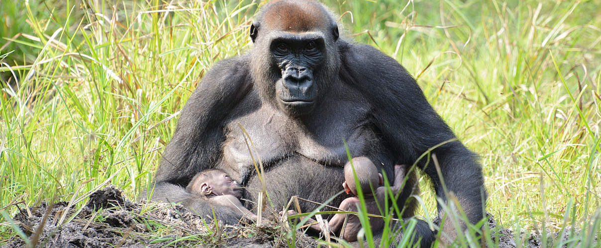 Malui mit den Gorillazwillingen Inganda und Inguka © Nick Radford / WWF