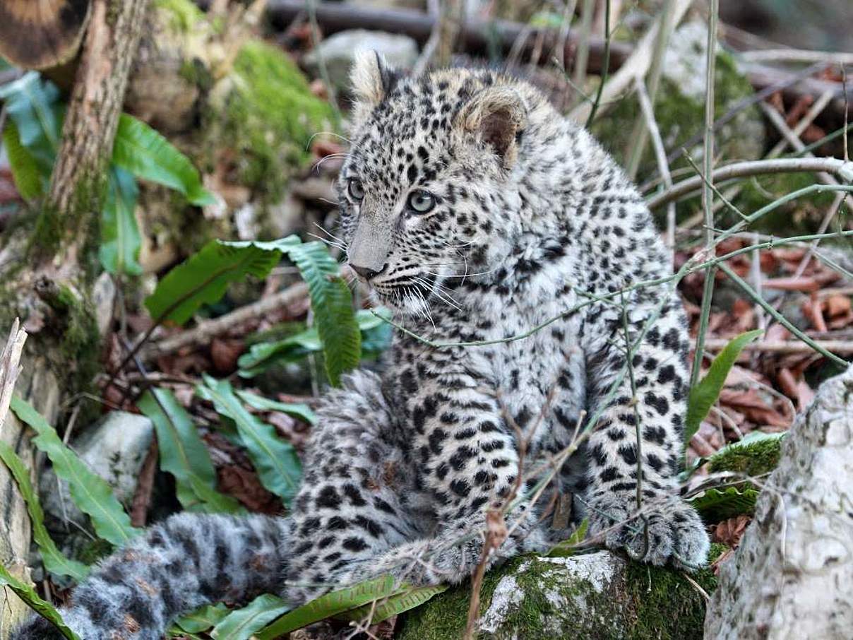 Kaukasus-Leoparden-Junges © Minprirody of Russia / WWF