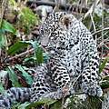 Kaukasus-Leoparden-Junges © Minprirody of Russia / WWF