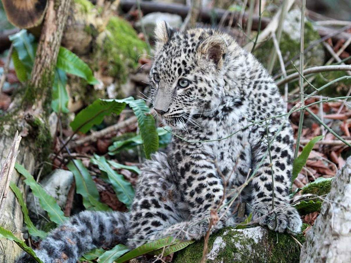 Kaukasus-Leoparden-Junges © Minprirody of Russia / WWF