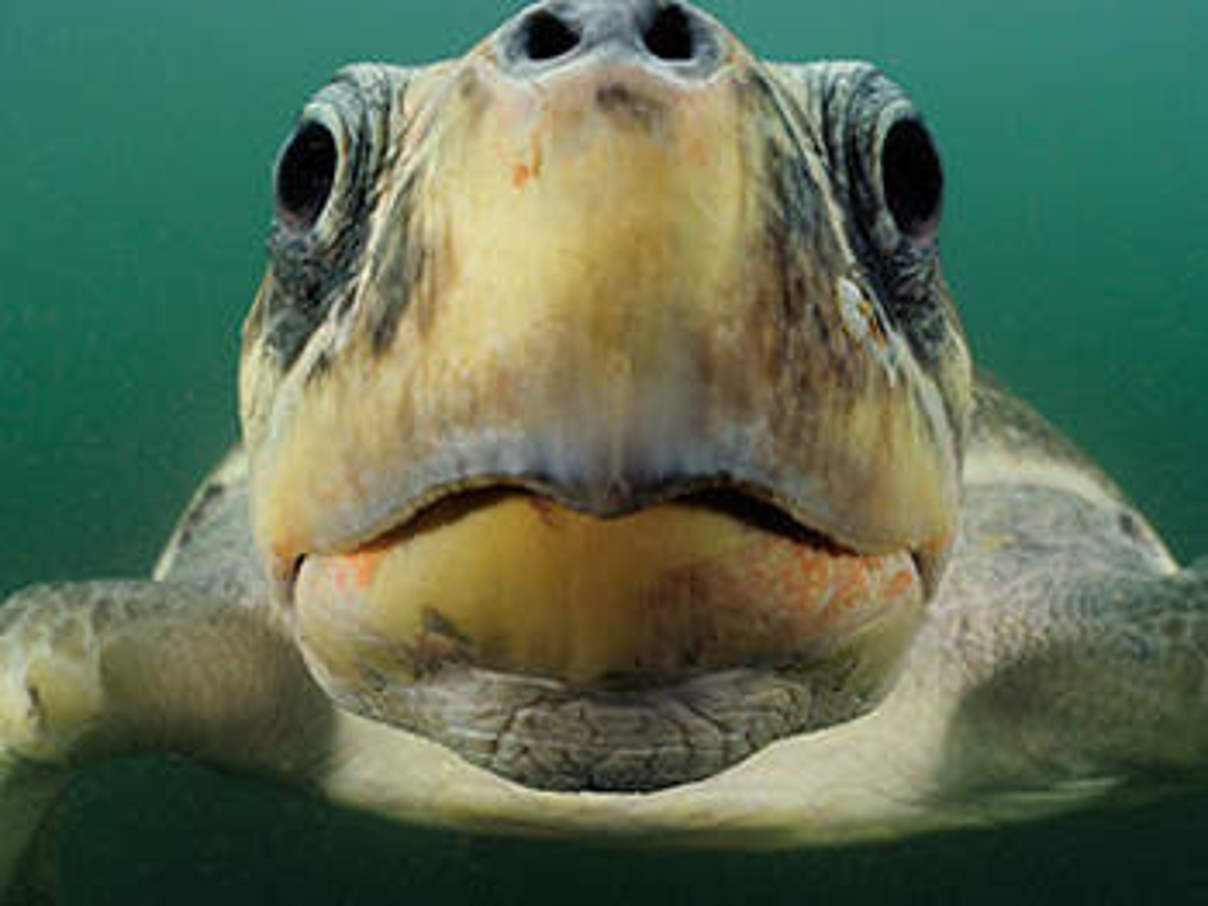 Olivschildkröte. © naturepl.com / Solvin Zankl / WWF
