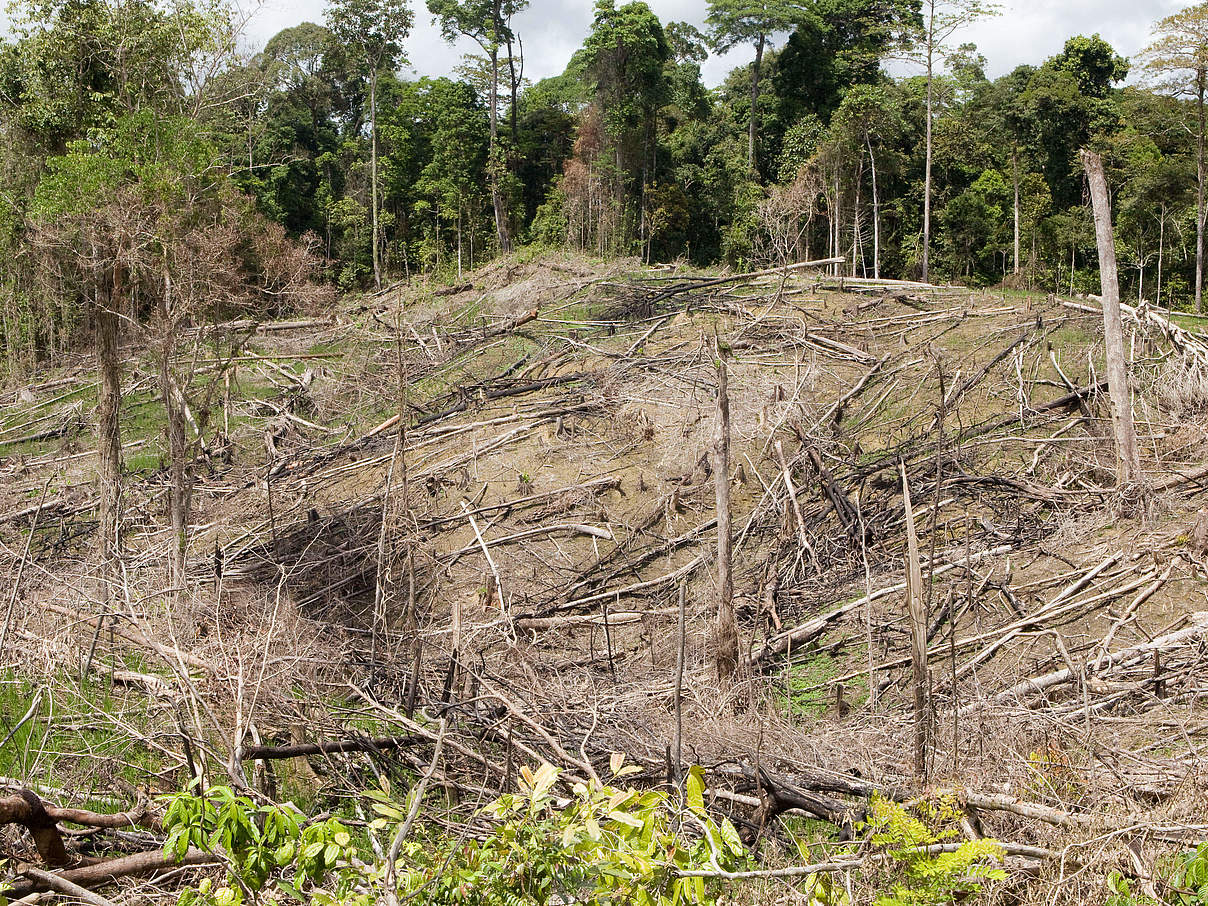 Abholzung in Ost Kalimantan © Simon Rawles
