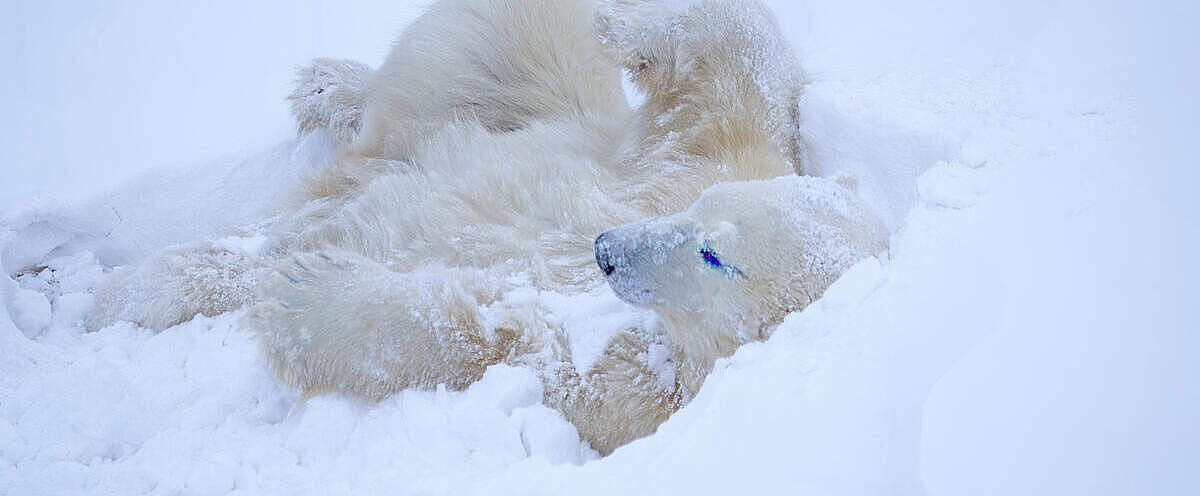 Eisbär im Schnee liegend © Don Getty
