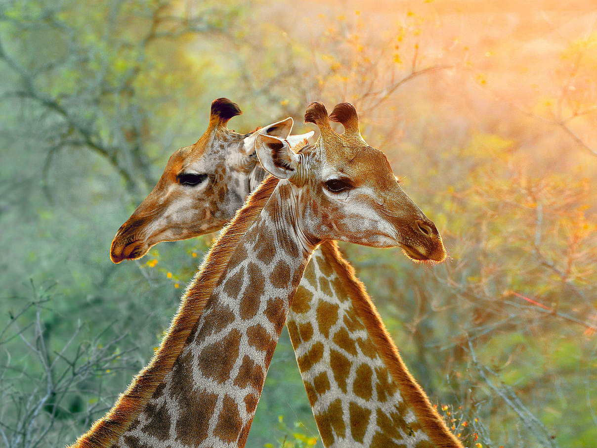 Team Giraffe Heidelberg © GettyImages
