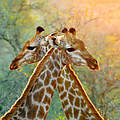 Team Giraffe Heidelberg © GettyImages